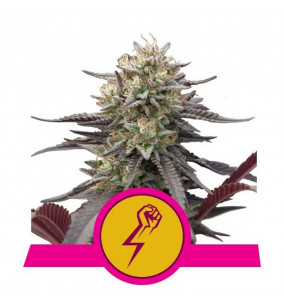 Royal Queen Seeds | Semi...