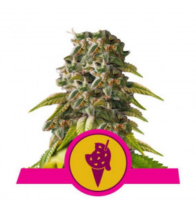 Royal Queen Seeds | Semi...