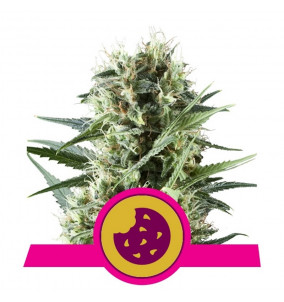 Royal Queen Seeds | Semi...