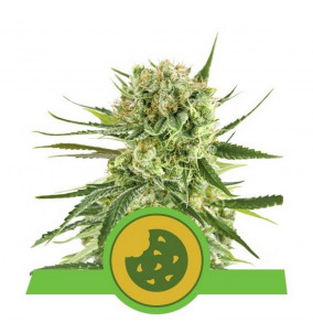 Royal Queen Seeds | Royal...