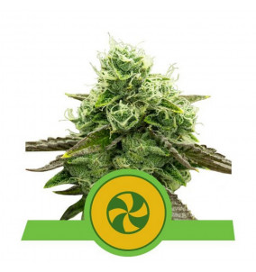 Royal Queen Seeds | Semi...
