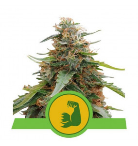 Royal Queen Seeds | Semi...
