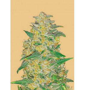 Fast Buds | Semi Original Auto AK Autofiorenti...