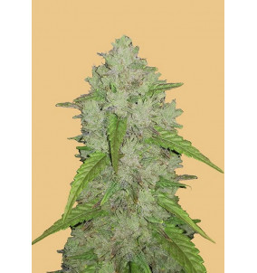 Fast Buds | Semi Original Auto Amnesia Haze...