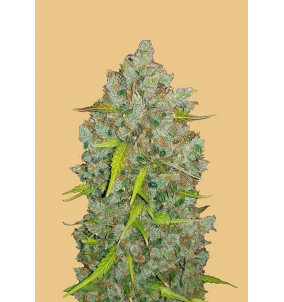 Fast Buds | Semi Original Auto BubbleGum...