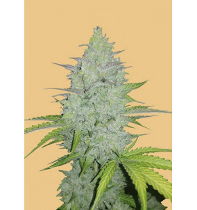 Fast Buds | Semi Original Auto Cheese...