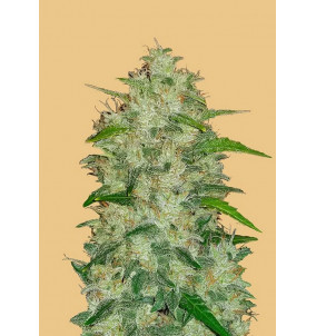 Fast Buds | Semi Original Auto Chemdawg | 1 | 2...