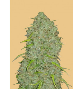 Fast Buds | Semi Original Auto Jack Herer...