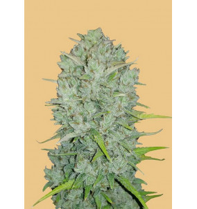 Fast Buds | Semi Original Auto Northern Lights...