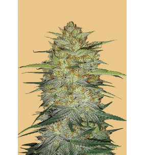 Fast Buds | Semi Original Auto OG Kush...