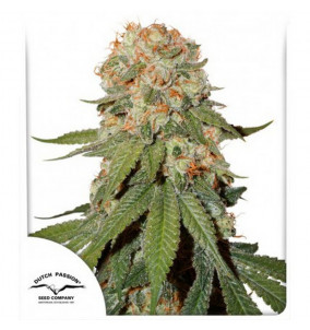 Dutch Passion | Semi Orange Bud Femminizzati...