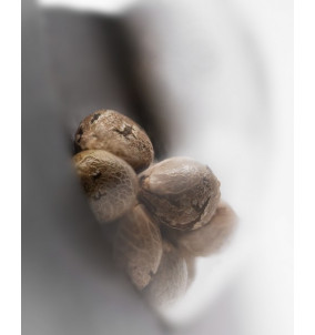 Sensi Seed | Semi di Skunk...