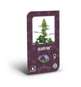 Sensi Seed | Semi di Silver Fire Feminizzati | 3