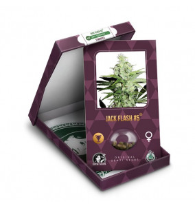 Sensi Seeds | Semi di Jack...