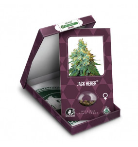Sensi Seeds | Semi di Jack Herer®...