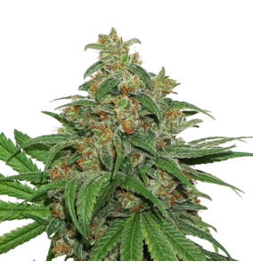 SeedStockers | Semi Ak 420 Femminizzati Fem | 3...