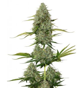 SeedStockers | Semi BCN Critical XXL...