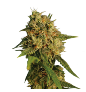 Seedstockers | Semi OG Kush Fem | Femminizzati...