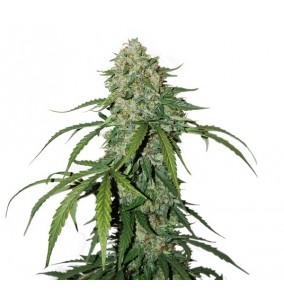 SeedStockers | Semi CBD 1:1...