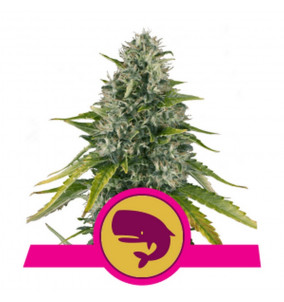 Royal Queen Seeds | Semi Royal Moby...