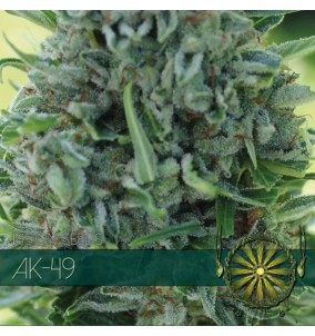 Vision Seeds | Semi Ak 49 Femminizzati Fem | 3...
