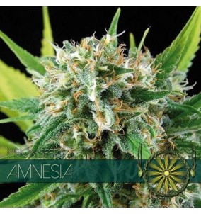Vision Seeds | Amnesia Femminizzata Fem | 3 | 5