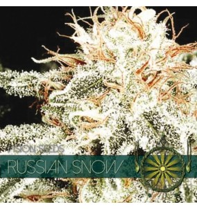 Vision Seeds | Semi Russian Snow Femminizzati...