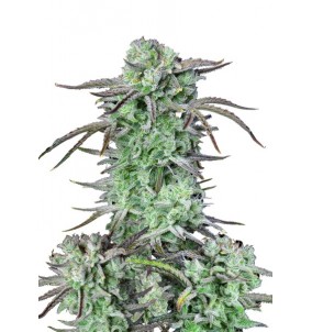 Fast Buds | Semi Strawberry Banana Auto |...