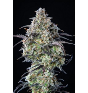 Fast Buds | Semi Mimosa Cake Auto |...