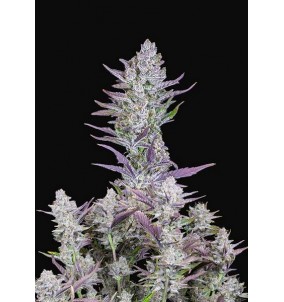 Fast Buds | Semi Wedding Glue Auto |...