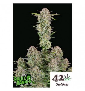 Fast Buds | Semi Bruce Banner Auto |...