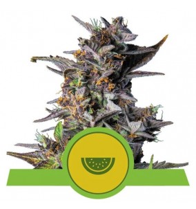 Royal Queen Seeds | Semi...