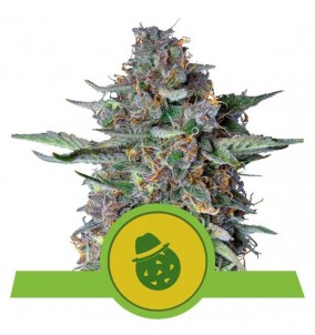Royal Queen Seeds | Semi...