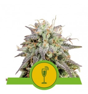 Royal Queen Seeds | Semi...