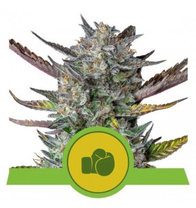 Royal Queen Seeds | Semi...