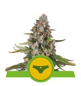 Royal Queen Seeds | Semi...