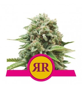 Royal Queen Seeds | Semi...