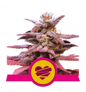 Royal Queen Seeds | Semi...