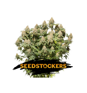 SeedStockers | Semi Moby...