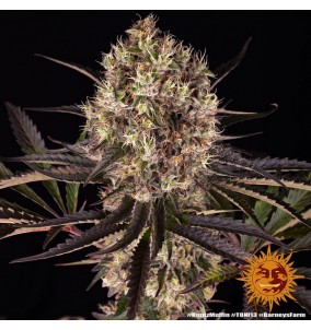 Barney's Farm | Semi Runtz Muffin |...