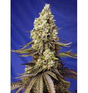 Sweet Seeds | Semi Runtz XL...