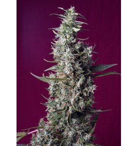 Sweet Seeds | Semi Sweet Cherry Pie |...