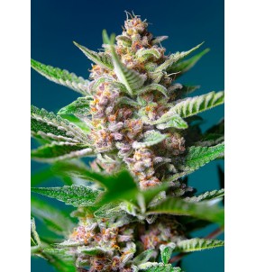 Sweet Seeds | Semi Purple Punch OG |...