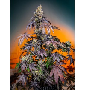 Sweet Seeds | Semi Red...