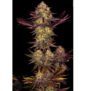 Paradise Seeds | Semi Tangerine Sorbet...