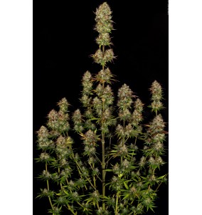 Paradise Seeds | Semi Apricot Candy...