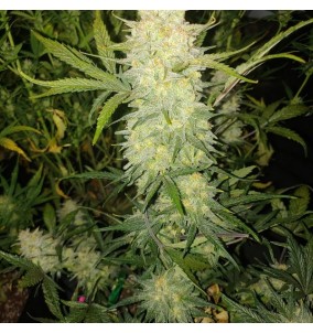 Fast Buds | Semi Original Auto Critical...