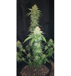 Fast Buds | Semi Original Auto Russian...