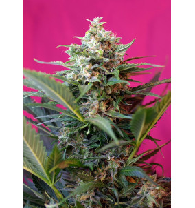 Sweet Seeds | Semi Big...