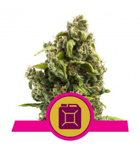 Royal Queen Seeds | Semi Sour Diesel...